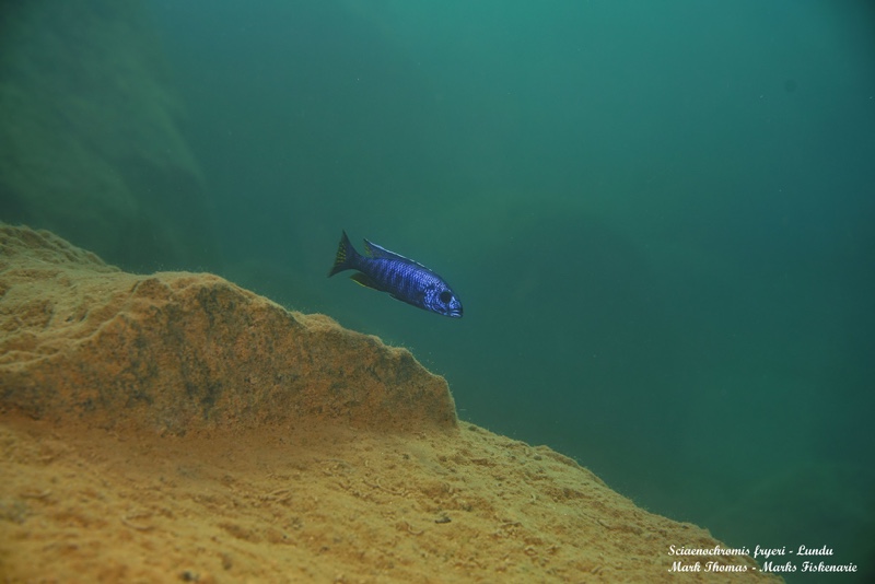 Sciaenochromis fryeri 'Lundu'